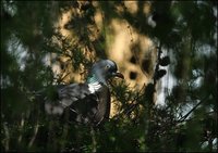 Columba palumbus - Woodpigeon