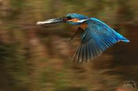 Alcedo atthis - Common Kingfisher