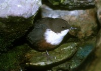 Cinclus cinclus - White-throated Dipper