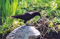 Corvus brachyrhynchos - American Crow