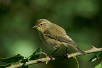 Phylloscopus trochilus - Willow Warbler