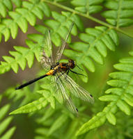 Image of: Leucorrhinia glacialis