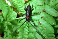 Image of: Monochamus scutellatus (whitespotted sawyer)