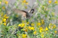 Image of: Calypte anna (Anna's hummingbird)