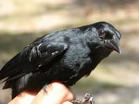 Image of: Dives warszewiczi (scrub blackbird)