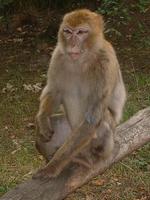 Macaca sylvanus - Barbary Macaque