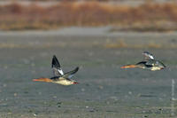 Image of: Mergus serrator (red-breasted merganser)