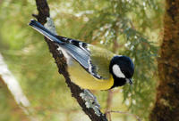 Image of: Parus monticolus (green-backed tit)