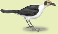 Image of: Picathartes gymnocephalus (white-necked picathartes)