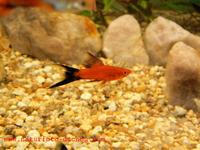 Xiphophorus hellerii - Green Swordtail