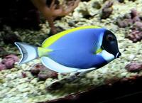 Acanthurus leucosternon - Powder Blue Tang