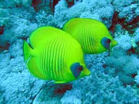 Chaetodon semilarvatus - Bluecheek Butterflyfish