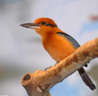 Image of: Todiramphus cinnamominus (Micronesian kingfisher)