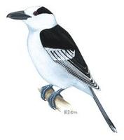 Image of: Vanga curvirostris (hook-billed vanga)