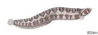 Image of: Pholis ornata (saddleback gunnel)