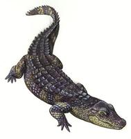 Image of: Alligator sinensis (Chinese alligator)
