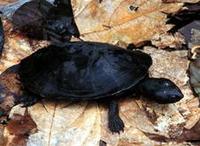 Image of: Phrynops gibbus (Gibba turtle)