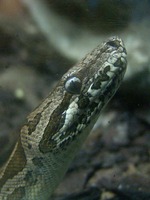 Acrantophis dumerili - Dumeril's Boa