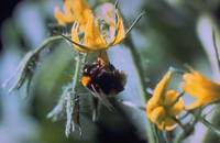 Bombus terrestris