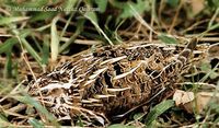 Common Quail - Coturnix coturnix