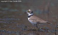 Little Ringed Plover - Charadrius dubius