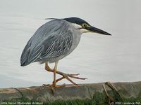 Little Heron - Butorides striata