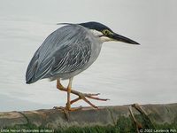 Little Heron - Butorides striata