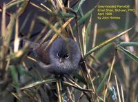 Grey-hooded Parrotbill - Paradoxornis zappeyi