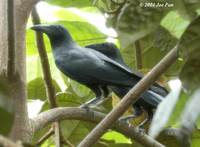 Slender-billed Crow - Corvus enca