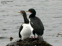 Campbell Islands Shag - Phalacrocorax campbelli