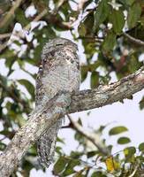 Great Potoo (Nyctibius grandis) photo