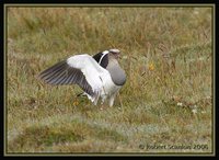 Andean Lapwing - Vanellus resplendens