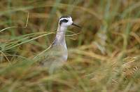 Red-necked Phalarope (Phalaropus lobatus) photo