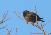 Spotless Starling (Sturnus unicolor) photo