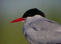 Arctic Tern - Sterna paradisaea