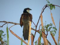 Senegal Coucal - Centropus senegalensis