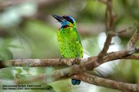 Red-crowned Barbet - Megalaima rafflesii