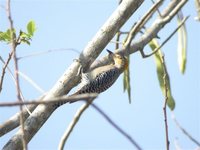 Golden-cheeked Woodpecker - Melanerpes chrysogenys