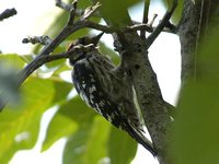 Lesser Spotted Woodpecker - Dendrocopos minor