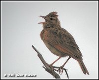 Rufous-naped Lark - Mirafra africana