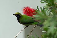 Orange-bellied Leafbird - Chloropsis hardwickii