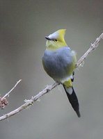 Long-tailed Silky-flycatcher - Ptilogonys caudatus