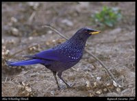 Blue Whistling-Thrush - Myophonus caeruleus