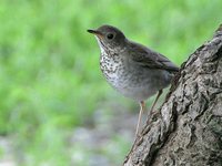 Gray-cheeked Thrush - Catharus minimus