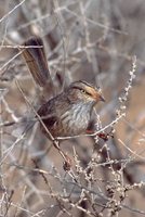 Streaked Scrub-Warbler - Scotocerca inquieta