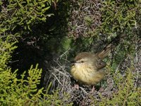 Drakensberg Prinia - Prinia hypoxantha