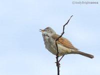 Greater Whitethroat - Sylvia communis