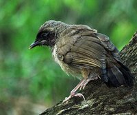 Masked Laughingthrush - Garrulax perspicillatus