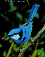 Splendid Fairywren - Malurus splendens