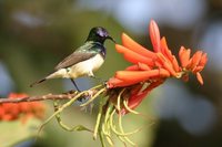 Variable Sunbird - Cinnyris venustus